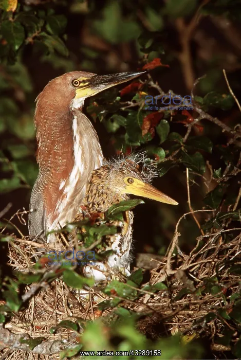 : RUFESCENT TIGER-HERON - and chick on nest : RUFESCENT TIGER-HERON - and chick on nest