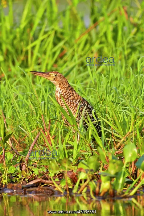 : Rufescent Tiger Heron immature Pantanal area Mato : Rufescent Tiger Heron immature Pantanal area Mato