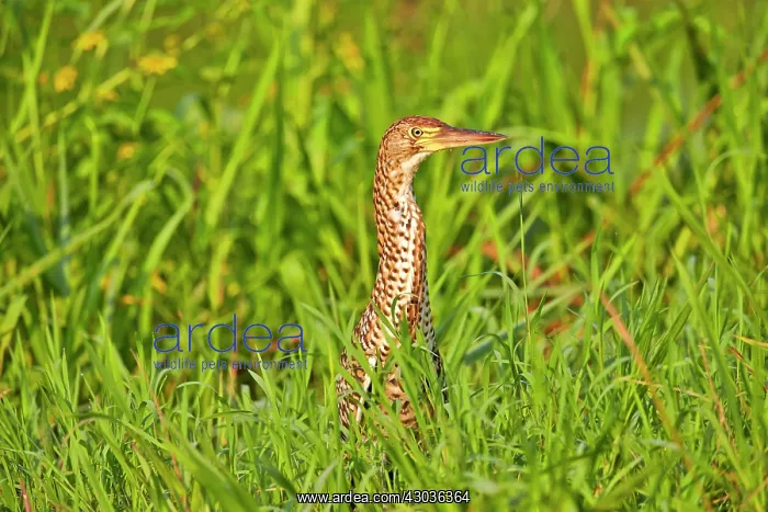 : Rufescent Tiger Heron immature Pantanal area Mato : Rufescent Tiger Heron immature Pantanal area Mato