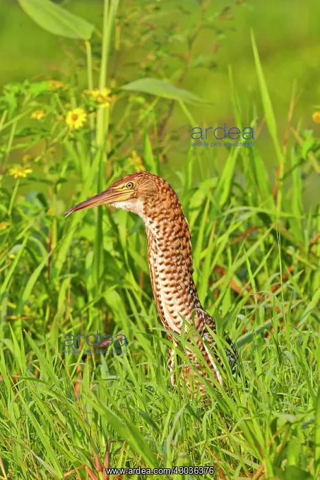 : Rufescent Tiger Heron immature Pantanal area Mato : Rufescent Tiger Heron immature Pantanal area Mato