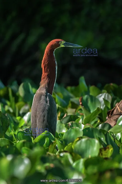 : Rufescent Tiger Heron, Pantanal Wetlands, Mato Grosso : Rufescent Tiger Heron, Pantanal Wetlands, Mato Grosso