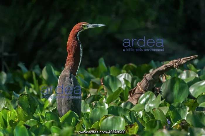 : Rufescent Tiger Heron, Pantanal Wetlands, Mato Grosso : Rufescent Tiger Heron, Pantanal Wetlands, Mato Grosso