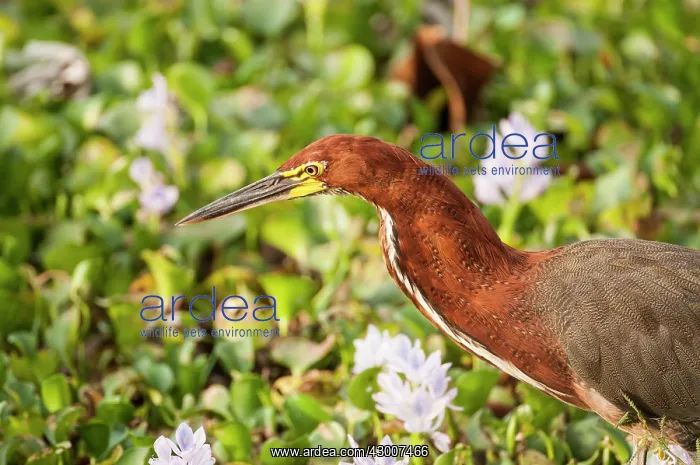 : Rufescent Tiger-heron Soco-boi close up head and neck : Rufescent Tiger-heron Soco-boi close up head and neck