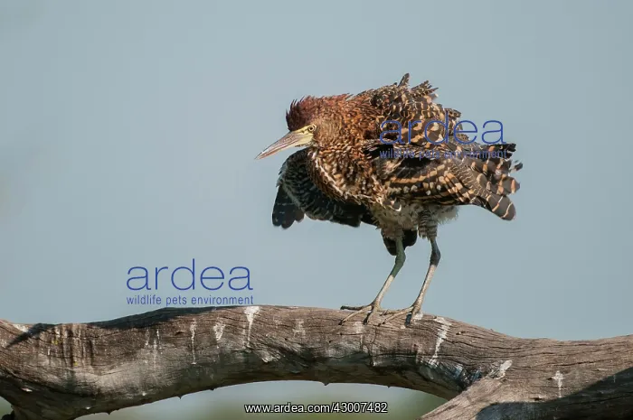 : Rufescent Tiger-heron Soco-boi immature on branch : Rufescent Tiger-heron Soco-boi immature on branch