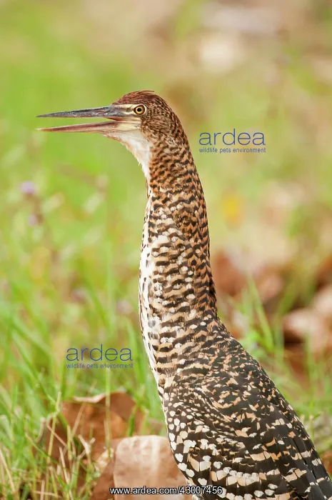 : Rufescent Tiger-heron Soco-boi immature close up : Rufescent Tiger-heron Soco-boi immature close up