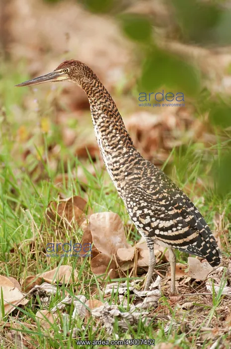 : Rufescent Tiger-heron Soco-boi immature with neck : Rufescent Tiger-heron Soco-boi immature with neck