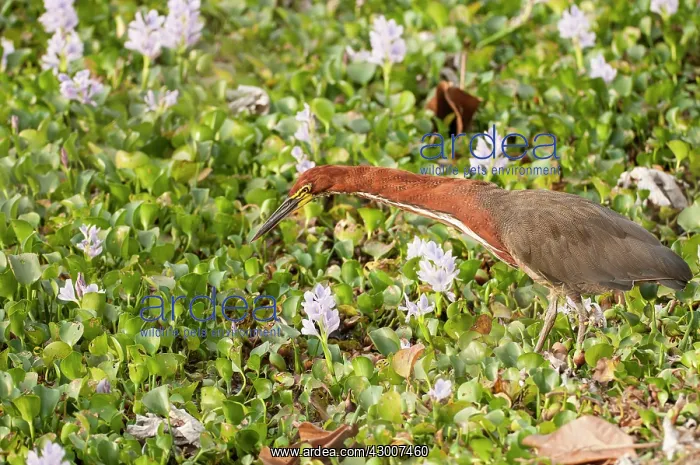 : Rufescent Tiger-heron Soco-boi neck stretched out hunting : Rufescent Tiger-heron Soco-boi neck stretched out hunting