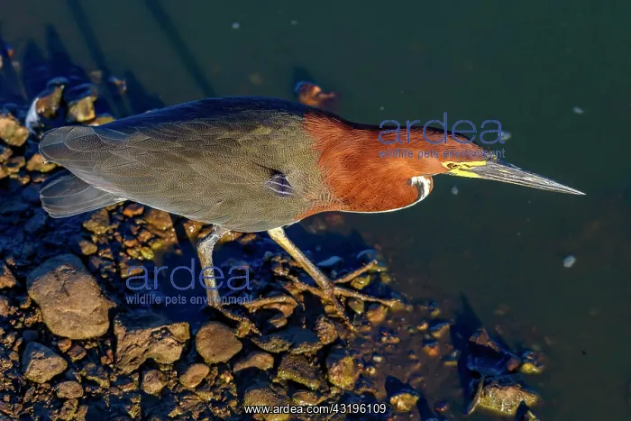 : Rufescent tiger heron (Tigrisoma lineatum), in the : Rufescent tiger heron (Tigrisoma lineatum), in the