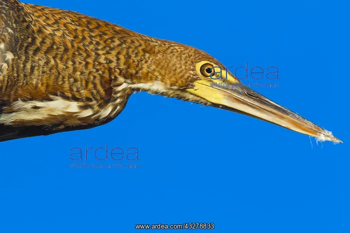 : Rufescent Tiger Heron (Tigrisoma lineatum) clos : Rufescent Tiger Heron (Tigrisoma lineatum) clos