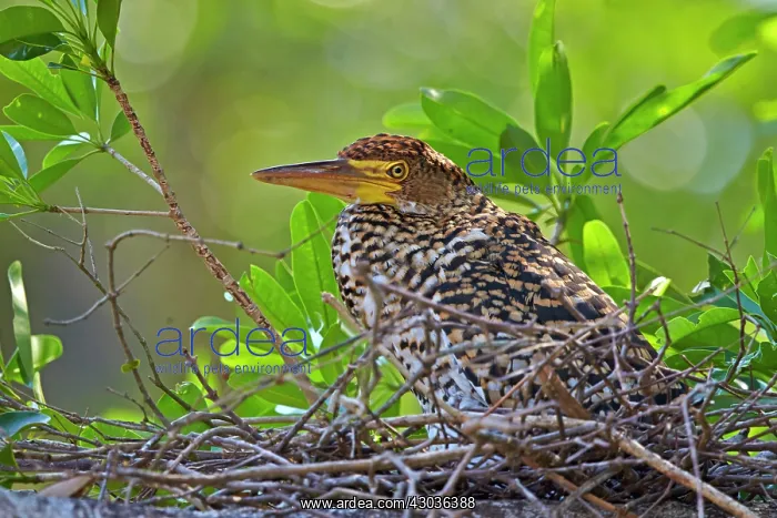 : Rufescent Tiger Heron young in the nest Pantanal : Rufescent Tiger Heron young in the nest Pantanal