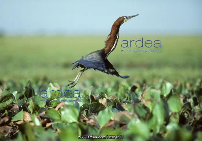  : Rufesent Tiger Heron - Leaping from Marsh