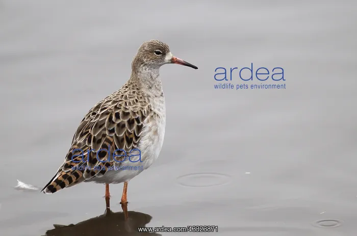 : Ruff - adult wading in pool - Winter : Ruff - adult wading in pool - Winter