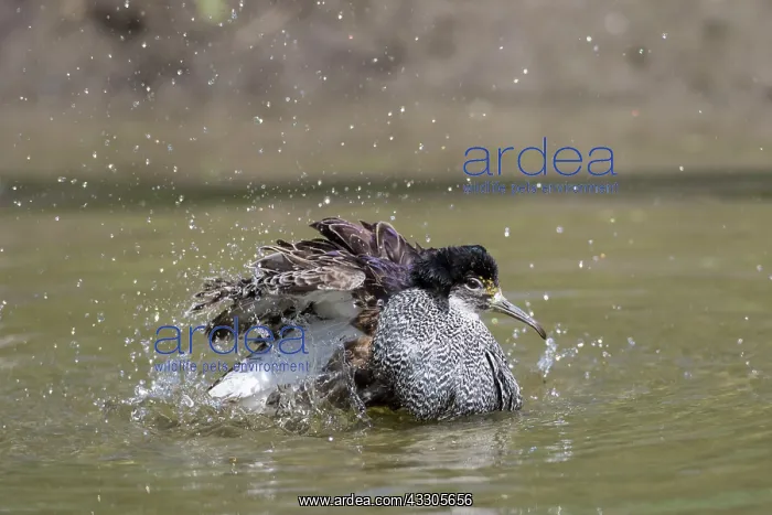 : Ruff - bathing male - Germany : Ruff - bathing male - Germany