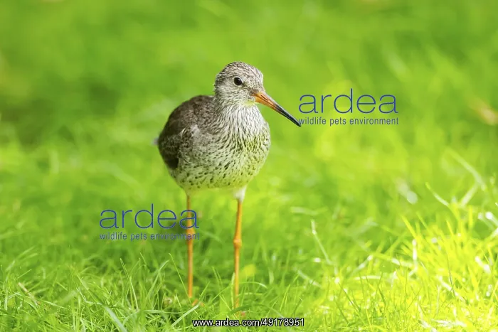 : Ruff (Calidris pugnax) female standing on a meadow : Ruff (Calidris pugnax) female standing on a meadow
