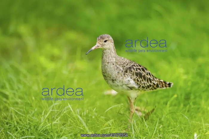 : Ruff (Calidris pugnax) female standing on a meadow : Ruff (Calidris pugnax) female standing on a meadow