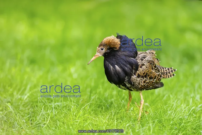: Ruff (Calidris pugnax) male standing on a meadow : Ruff (Calidris pugnax) male standing on a meadow