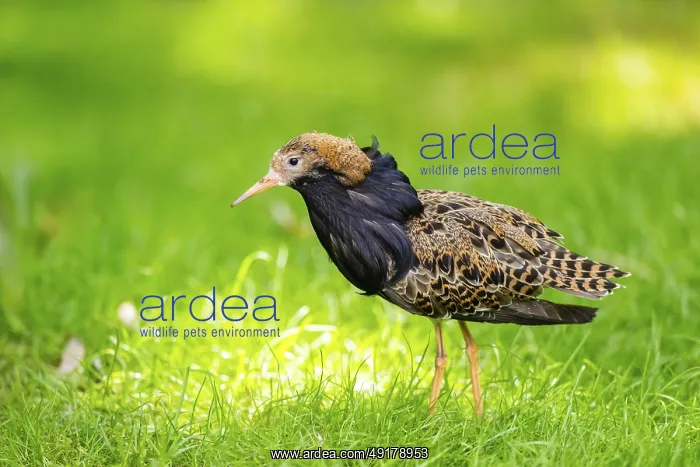 : Ruff (Calidris pugnax) male standing on a meadow : Ruff (Calidris pugnax) male standing on a meadow