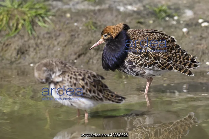 : Ruff (Calidris pugnax) pair, territorial male in : Ruff (Calidris pugnax) pair, territorial male in