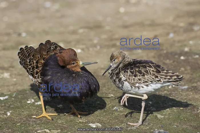 : Ruff (Calidris pugnax) pair, territorial male in : Ruff (Calidris pugnax) pair, territorial male in