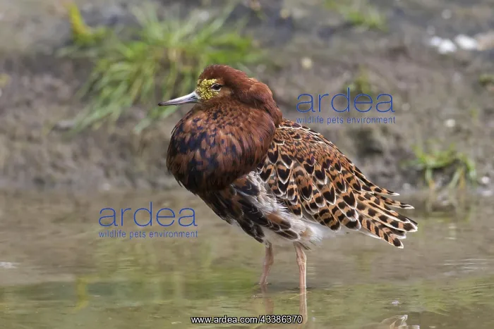 : Ruff (Calidris pugnax) territorial male in breed : Ruff (Calidris pugnax) territorial male in breed