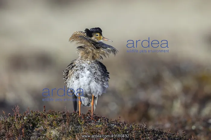 : Ruff (Calidris pugnax) territorial male in breeding plumage at lek in spring : Ruff (Calidris pugnax) territorial male in breeding plumage at lek in spring