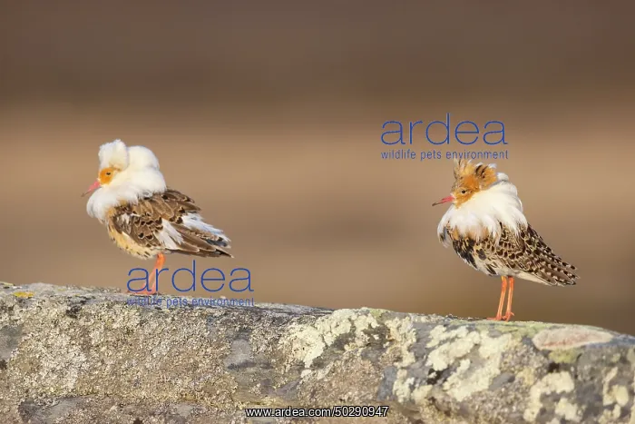: Ruff courtship : Ruff courtship
