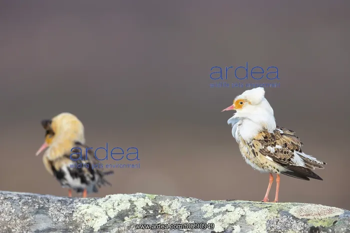 : Ruff courtship : Ruff courtship