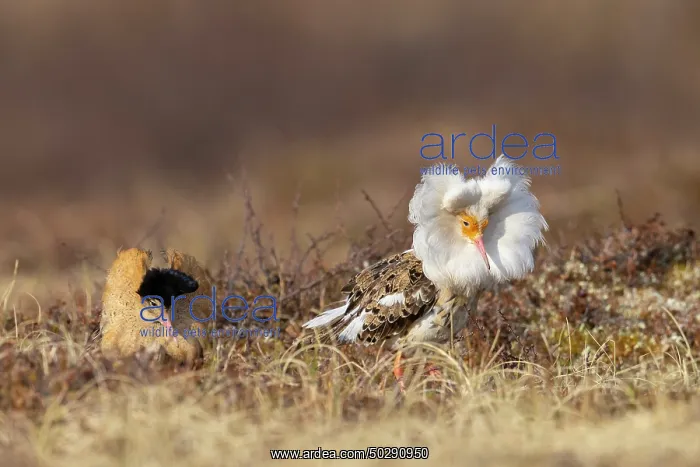 : Ruff courtship : Ruff courtship