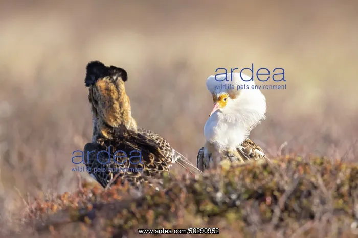 : Ruff courtship : Ruff courtship