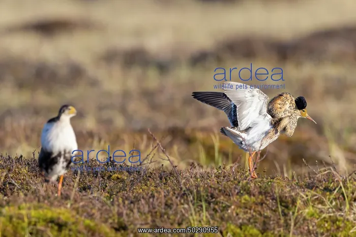 : Ruff courtship : Ruff courtship