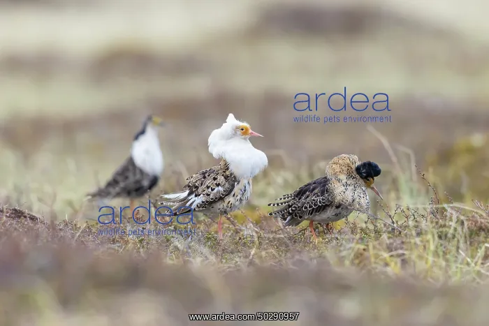 : Ruff courtship : Ruff courtship