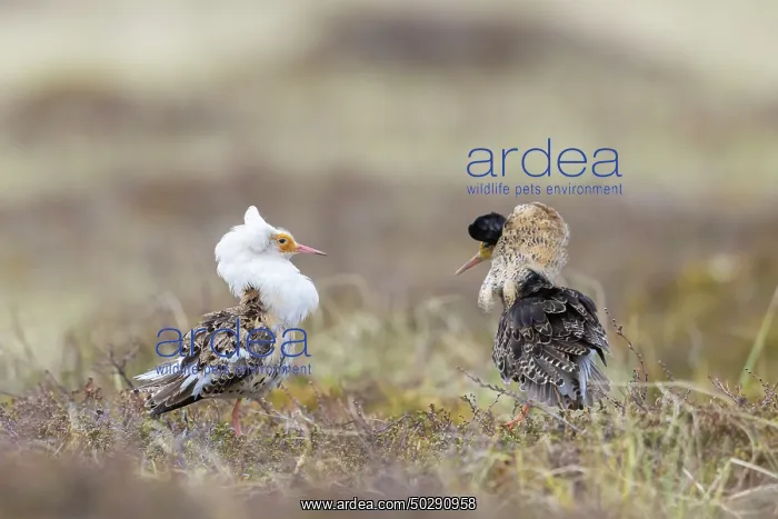: Ruff courtship : Ruff courtship
