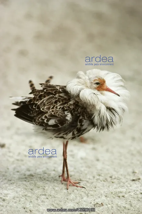 : Ruff Displaying : Ruff Displaying