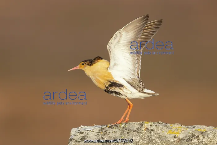 : Ruff displaying : Ruff displaying
