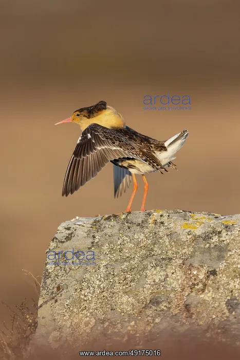 : Ruff displaying : Ruff displaying