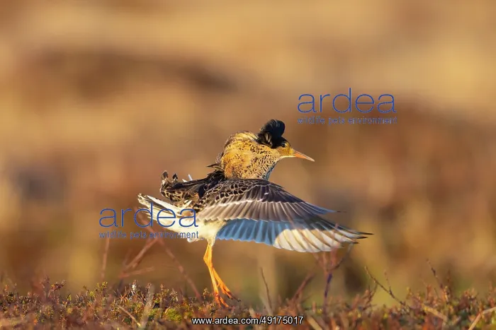 : Ruff displaying : Ruff displaying