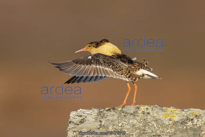 : Ruff displaying : Ruff displaying