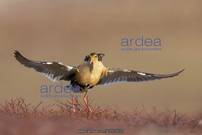 : Ruff displaying : Ruff displaying