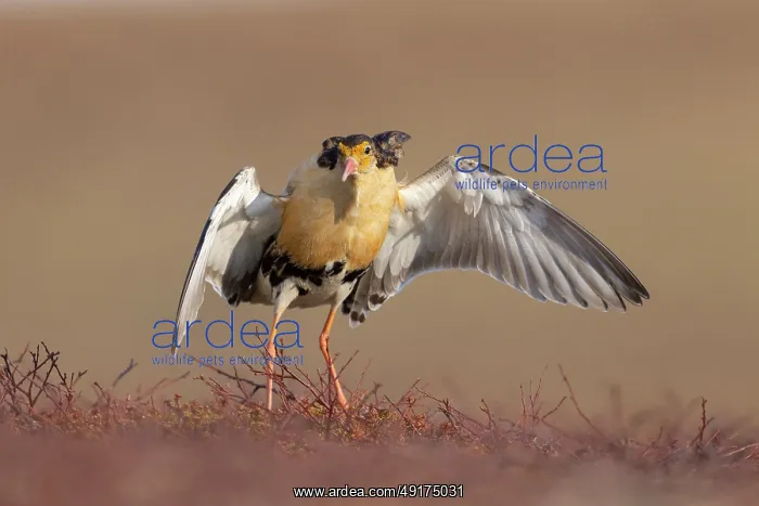 : Ruff displaying : Ruff displaying