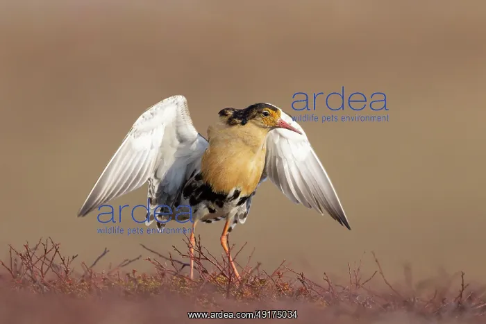 : Ruff displaying : Ruff displaying