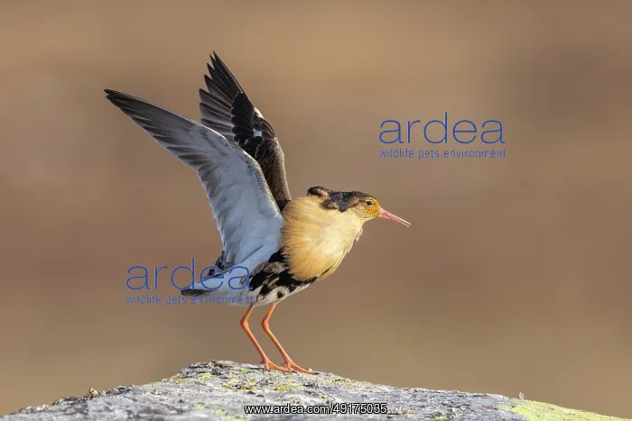 : Ruff displaying : Ruff displaying