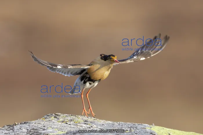 : Ruff displaying : Ruff displaying