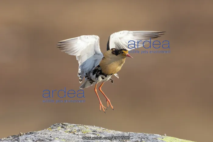 : Ruff displaying : Ruff displaying