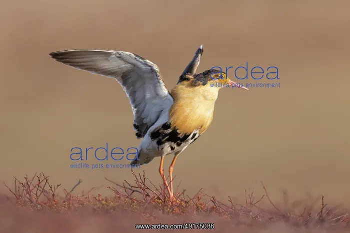 : Ruff displaying : Ruff displaying