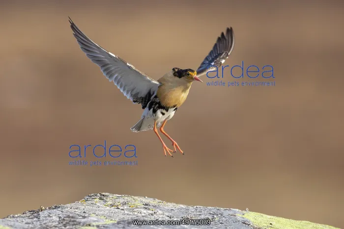 : Ruff displaying : Ruff displaying