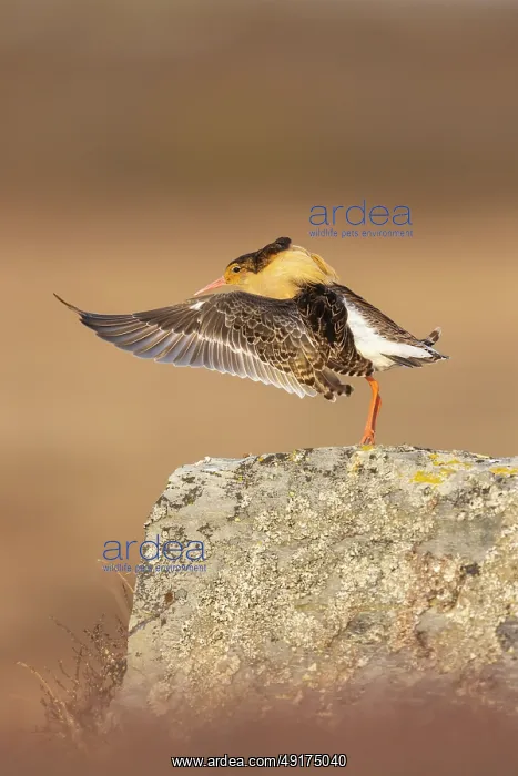 : Ruff displaying : Ruff displaying