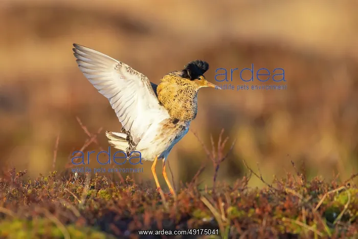 : Ruff displaying : Ruff displaying