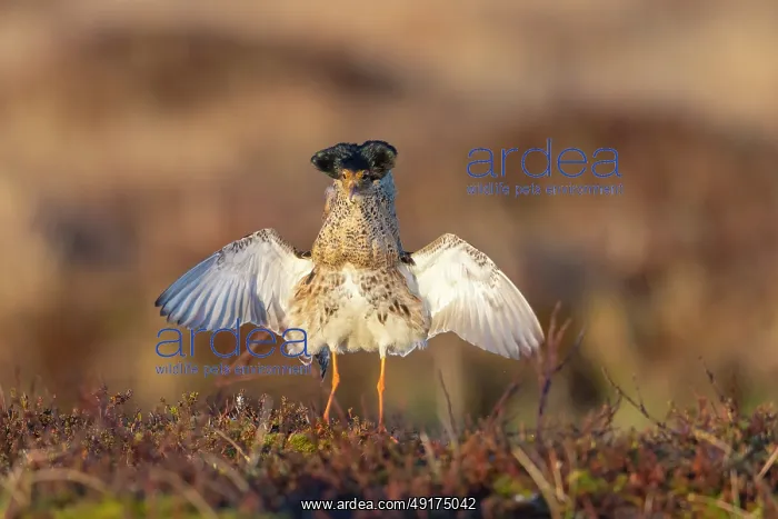 : Ruff displaying : Ruff displaying