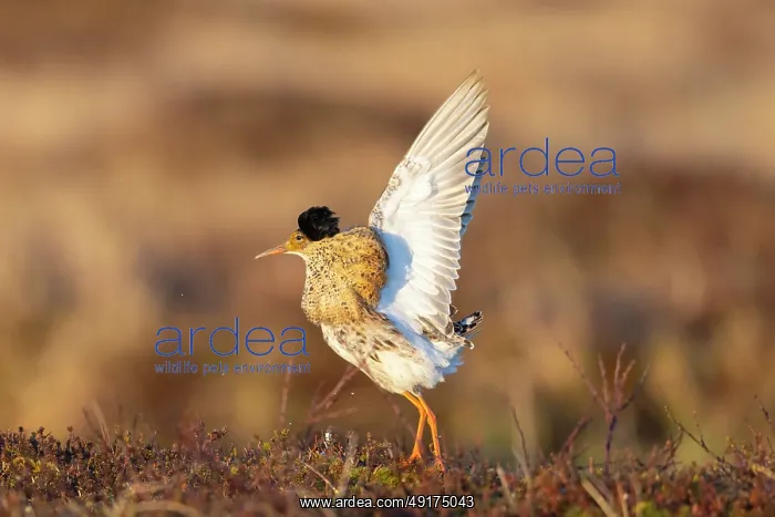 : Ruff displaying : Ruff displaying