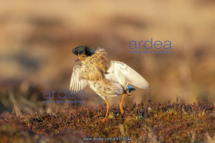 : Ruff displaying : Ruff displaying